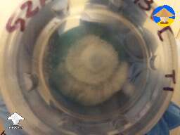 Panaeolus Cyanescens TTBVI on agar first transfer T1