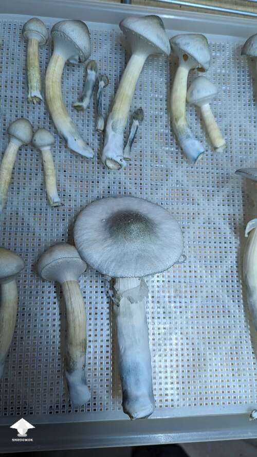 New flush and new harvest BAPER mushrooms #8