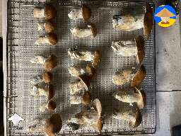 Hillbilly mushrooms - another Bag Tek harvest
