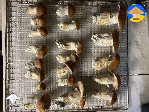 Hillbilly mushrooms - another Bag Tek harvest
