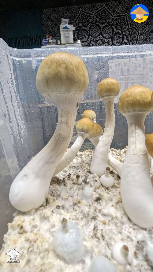 Tidal Wave 6th flush. This mushroom cake just doesn't wanna stop