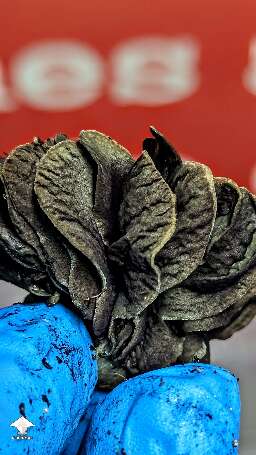Beautiful Choco Rojo magic mushrooms #2