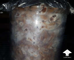 Grain colonization shiitake growing guide