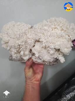 This is my first time growing Lions Mane. When is the ideal time to harvest?