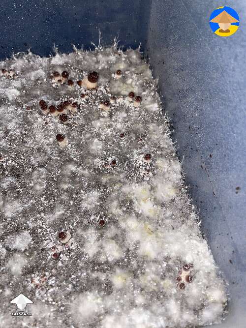 Saw some slight yellowing. Mycelium piss? Any thoughts? #2