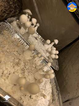 Jack Frost cubensis magic mushrooms #2