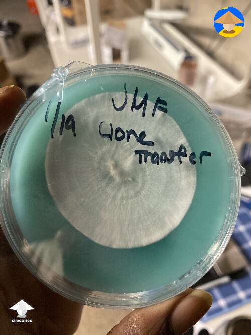 JMF clone transfer on agar