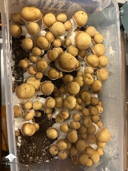 Avalanche mushroom fruiting