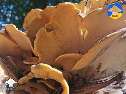 Chicken of the woods? If so I'm wondering if I could get a spore print off it and cultivate indoors #2