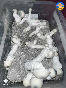Pearly gates magic mushrooms fruiting #2