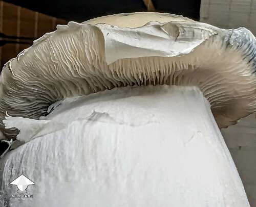 Albino Riptide chunky mushroom #2