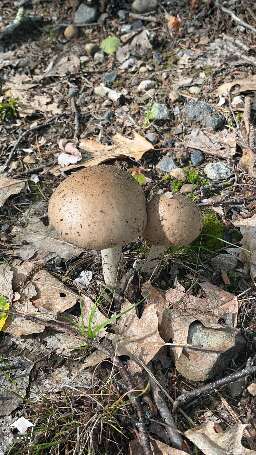 Love finding mushrooms in the yard #3