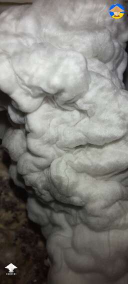 Gandalf magic mushrooms #4