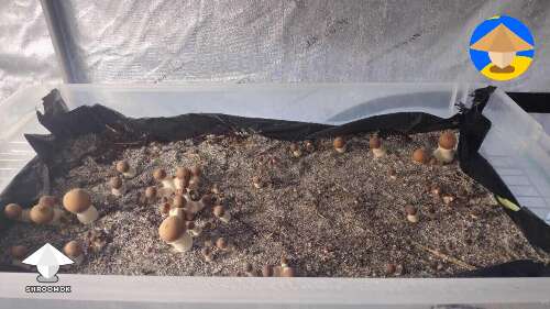 Pinning and start of Kataro mushroom fruiting