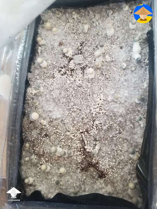 YETI monotub. Three caps turning green. Are these shrooms done? #3