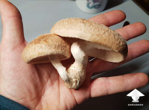 Shiitake harvest 2