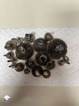 Cubensis B+ mushroom harvest