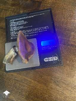 GT - 18.6 grams