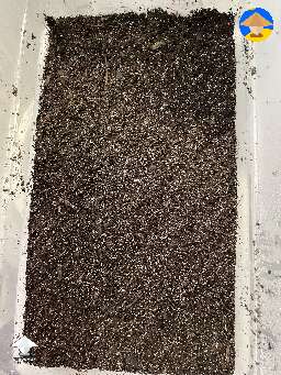 Here are some Panaeolus with casing layer #4