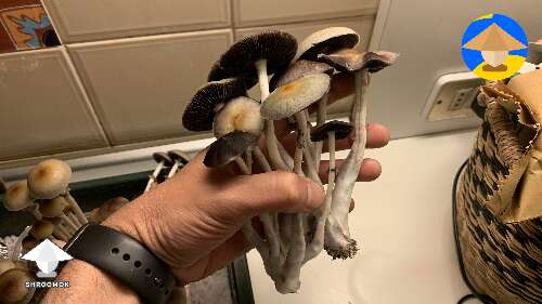 Went away for the weekend and harvested my magic mushrooms a little too late, still great tho