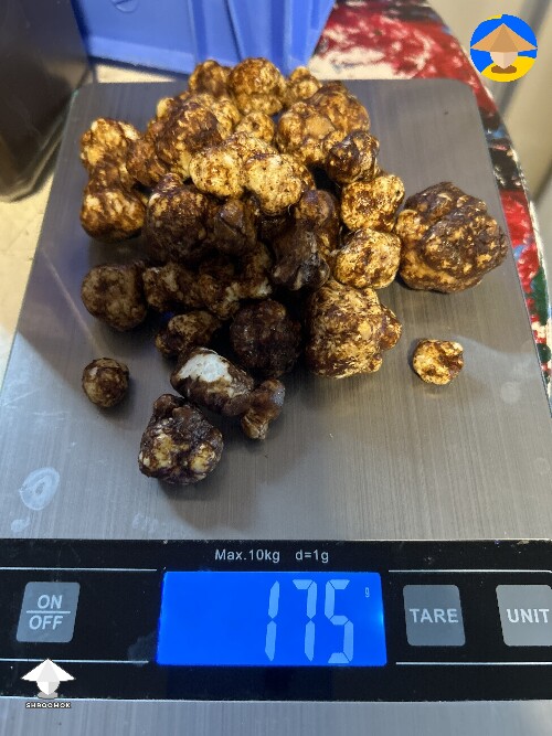 P.Tampanensis truffles - harvested 175 grams