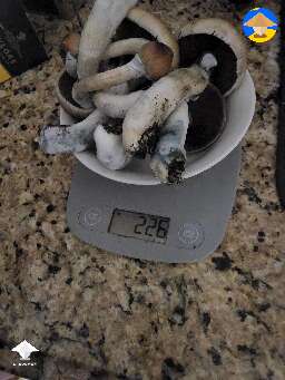 Cubensis Z strain growing