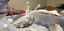 Flush 3 they won't stop APE Reverted mushrooms