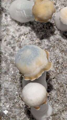 Cubensis Clockwork Orange mushrooms
