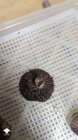 Choco Rojo magic mushrooms #9