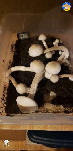 Flush 5 of APE-Revert see if this tub is finally done