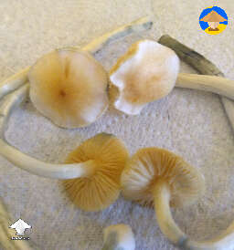Psilocybe Natalensis low spore