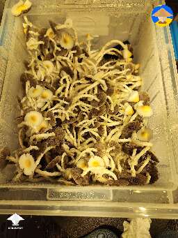 Yellow Umbo magic mushroom fruiting