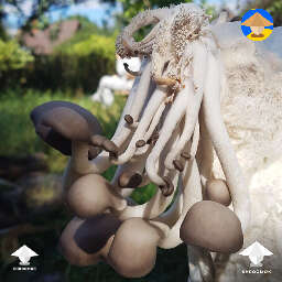 Oyster mushrooms from the basement, literally underground growing #3