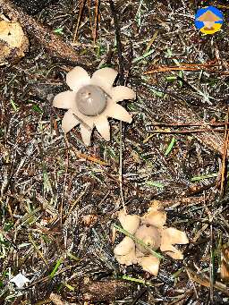 Mushroom hunting #5