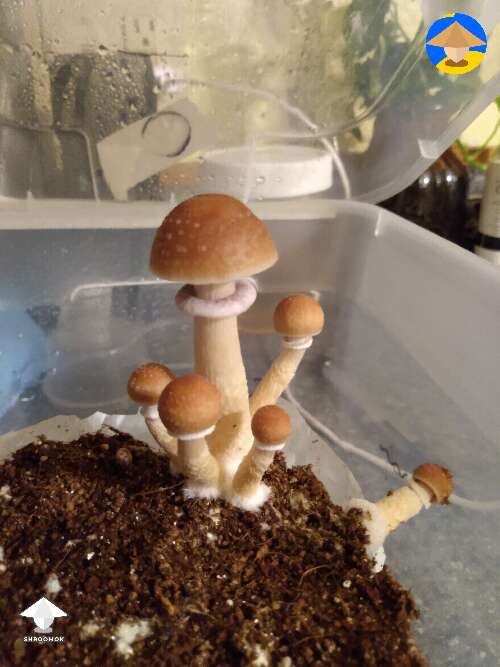 Cubensis B+ mushrooms