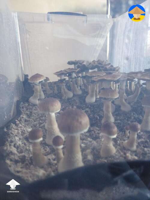 First mushroom grow in monotub #2