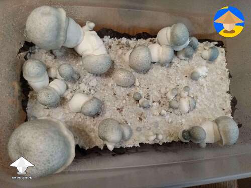 APE mushrooms can't stop fruiting