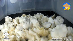 Cubensis Iceberg shrooms