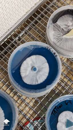 Mushroom cultures on agar - nice mycelium growth #7