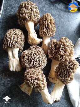 Morel aka Morchella mushroom hunting season