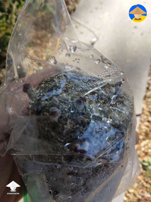 Had a mushroom cake that I thought was contaminated. I placed it in a bag and put it outside. Should I just let it ride or return it? #3