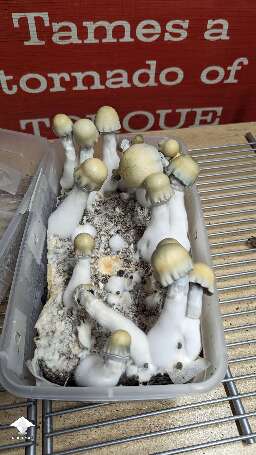 Bluey Vuitton magic mushrooms - flush 4 #2