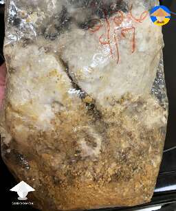 soggy wet grain bag with good white chunks