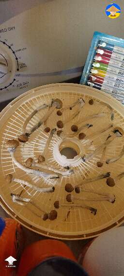 Finally harvested flush of magic shrooms
