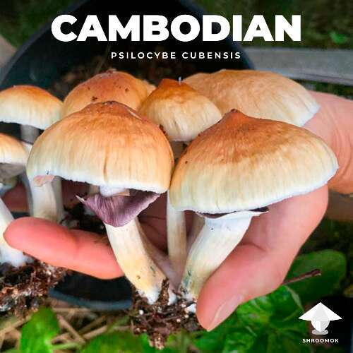 Psilocybe cubensis cambodian magic mushrooms