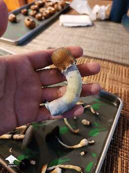 First harv - PE