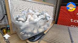 Roger Rabbit mushrooms harvest #7
