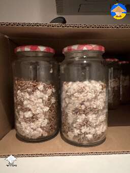 Day 5 with GT spawn and barley. Think these guys are pretty strong