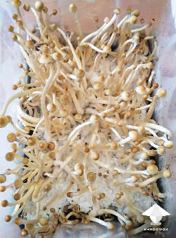 Natalensis mushroom fruiting