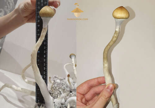 Psilocybe cubensis mushrooms measurements. Fourth flush of fruiting and harvesting magic mushrooms. The height of mushrooms reaches 23-25 cm